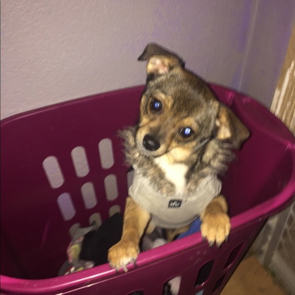 Meet your Posher, Bunny - Picture 5 of 16